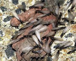 In order to qualify you must. A Leader In The Pest Control Industry Go Forth Pest Control
