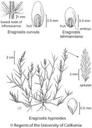 Image result for Eragrostis racemosa
