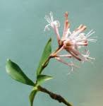 Image result for Dracaena camerooniana