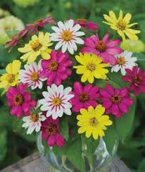 Perennial flowers safe for dogs. 8 Dog Safe Plants Full Sun Ideas Plants Dog Safe Plants Planting Flowers