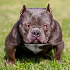 They offer bullies for sale through reputable breeders. Yolo Open For Stud Americanbully Bully Houston Texas Www Theblueprintkennel Com American Bully Bully Breeds Pets