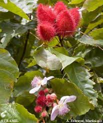 Image result for Bixa orellana