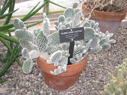 I hope it helps you. 50 Popular Types Of Succulents With Pictures Keeping Succulents