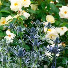 Image result for Aneilema zebrinum