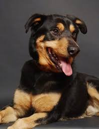 Maybe you would like to learn more about one of these? 17 Adorable German Shepherd Mixes Top Of Their Class Mixed Breeds