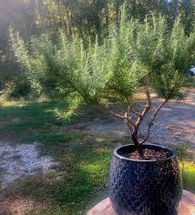 Image result for rosemary bonsai