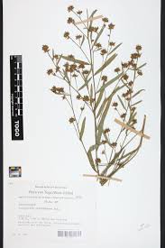 Image result for Indigofera polysphaera