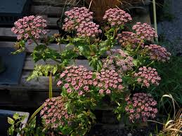 Image result for Monopsis decipiens