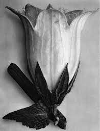 Campanula Alliarifolia Spurred Bellflower Flower 10x Karl Blossfeldt Flower Prints Art Bellflower