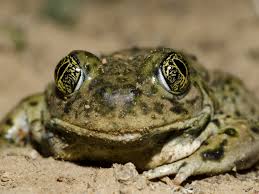 Immature dragonflies eat mosquito larvae. As Zika Virus Spreads Argentinians Turn To Frogs And Toads For Mosquito Abatement Reptiles Magazine