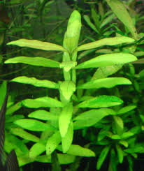 Image result for Hygrophila spiciformis
