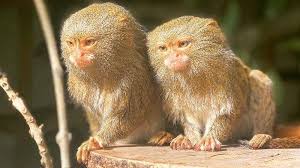 We did not find results for: Hanya Berukuran Sebesar Telapak Tangan Ini Spesies Monyet Terkecil Di Dunia Tribun Travel