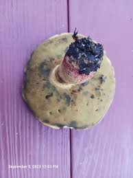 Image result for Boletus speciosus