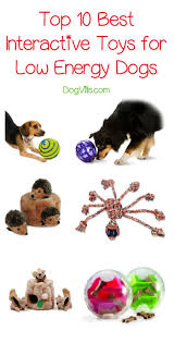 Top 10 Best Interactive Toys For Low Energy Dogs Dogvills Low Energy Dogs Diy Dog Toys Interactive Dog Toys