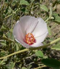 Image result for Hibiscus rhabdotospermus