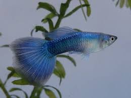 Neon Green Guppy Goruntuler Ile Lepistes