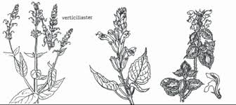 Image result for Lamiaceae