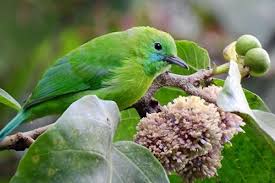 Maybe you would like to learn more about one of these? Di Tahun 2019 8 Jenis Burung Dari Indonesia Semakin Terancam Punah