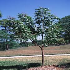 Image result for Azadirachta indica