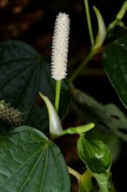 Image result for Piper capense