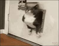 Wifflegif has the awesome gifs on the internets. Fat Dogs Gifs Get The Best Gif On Giphy