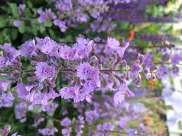 Most varieties are suitable for usda plant hardiness zones 8 through 10, although some may tolerate cooler climates. Top 5 Drought Tolerant Plants The English Garden