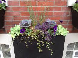 Check spelling or type a new query. New Fall Planter Cabbage Window Box Fall Planters Fall Window Boxes Fall Container Gardens