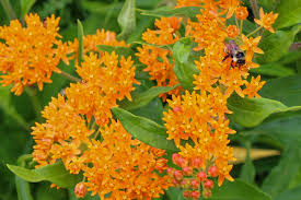 Crocus blossoms are magnets for hungry bees, who are drawn to the rich, golden pollen inside each flower. Growing Wildflowers Isn T Difficult And It S Urgent The New York Times