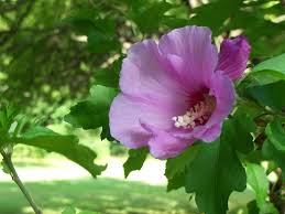 12 is a hibiscus plant poisonous? Rose Of Sharon Wikipedia