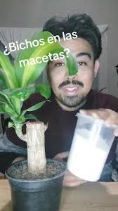 Animalitos Blancos En La Tierra De Mi Planta