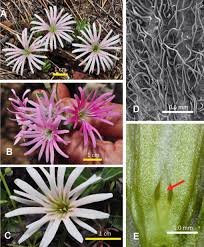 Image result for Silene kiwuensis