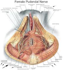 Pin On Piriformis