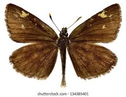 Image result for Heteropterus morpheus
