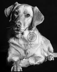 So, make sure to check this if you are planning to show your white. Liegender Hund Golden Retriever In Schwarz Weiss Schaut In Sterben Fototapete Fototapeten Golden Retriever Retriever Liegen Myloview De