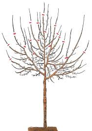 Pflaumenbaum Schneiden Mein Schoner Garten Pflaumenbaum Obstbaumschnitt Pflanzengestaltung