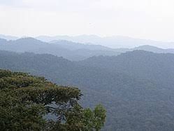 Image result for Brazzeia longipedicellata