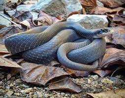 A Good Looking Racer Coluber Constrictor From Yesterday Saw 5 Of These Guys But Was Only Able To Catch 2 How To Look Better Wildlife Photography Instagram