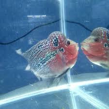 Pilihlah jenis ikan yang gemar berkelompok dan mudah berteman dengan berbagai jenis ikan lain. Halaman Download Pr00m0 Murah Ikan Louhan Srd Super Aquarium Aquascape Shopee