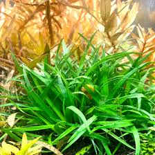 Image result for Eriocaulon schimperi