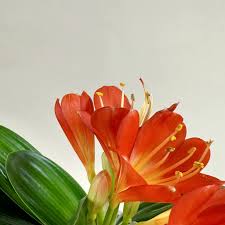 Image result for Clivia flowering