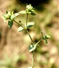 Image result for Cliffortia serpyllifolia