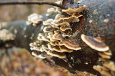 Wild at Art: Shapes and Patterns in Nature