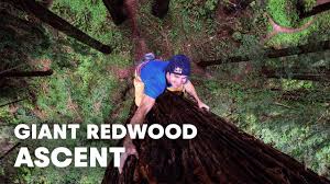 Check spelling or type a new query. Giant Ascent Chris Sharma Free Climbs Huge Redwood W Help Of Scientists Youtube