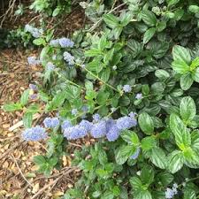 High resolution photos are part of our garden image collection. Ceanothus Griseus Var Horizontalis Yankee Point At San Marcos Growers