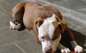 Check spelling or type a new query. The Truth About Pit Bulls Who Is Ultimately To Blame Carter S Forever Rescue And Sanctuary