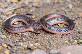 Carphophis By Michael Ray On Deviantart Scott County Reptiles And Amphibians Deviantart