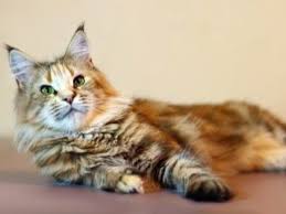 Ilustrasi kartun pencuci mulut kucing comel gambar unduh gratis imej. Kucing Besar 88 Gambar Kucing Terbesar Di Dunia Penerangan Keturunan Isi Rumah Saiz Besar