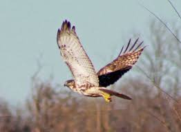 5 Essential Hawk Identification Tips For Birders - Birds And Blooms