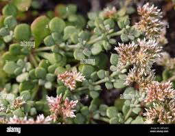 Image result for Polycarpaea