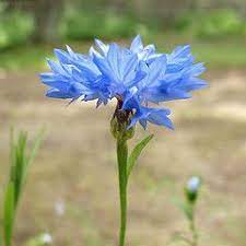 Cornflower Centaurea Cyanus Batchelor S Button Bluebottle Blue Centaury Cyani Bluebow Hurtsickle Blue Cap C Cornflower Shabby Flowers Flowers